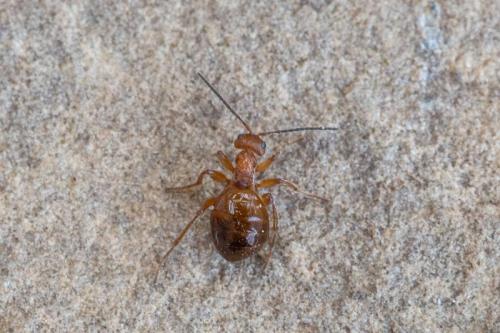 Biorhiza pallida